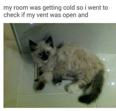 The Funniest Animal Pics Ever 620