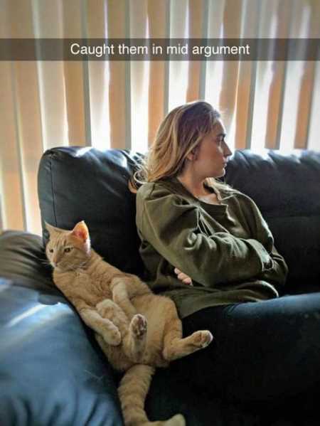 The Funniest Animal Pics Ever 622
