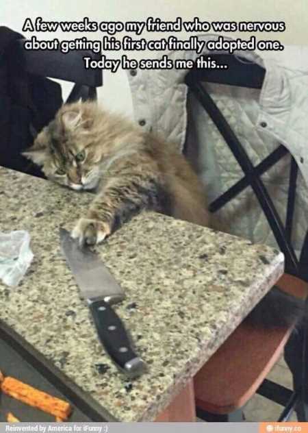The Funniest Animal Pics Ever 623