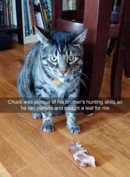 The Funniest Animal Pics Ever 626
