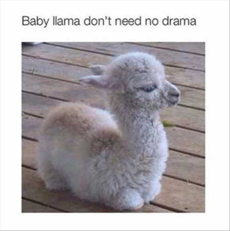 The Funniest Animal Pics Ever 627