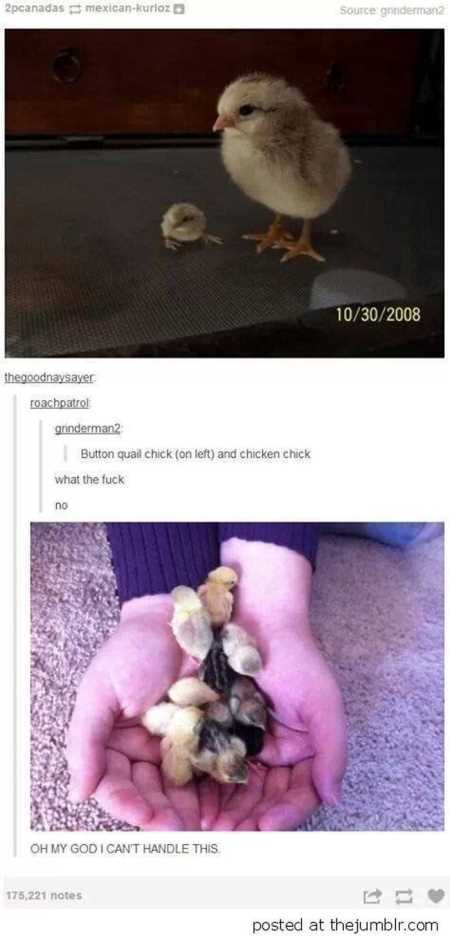 The Funniest Animal Pics Ever 633