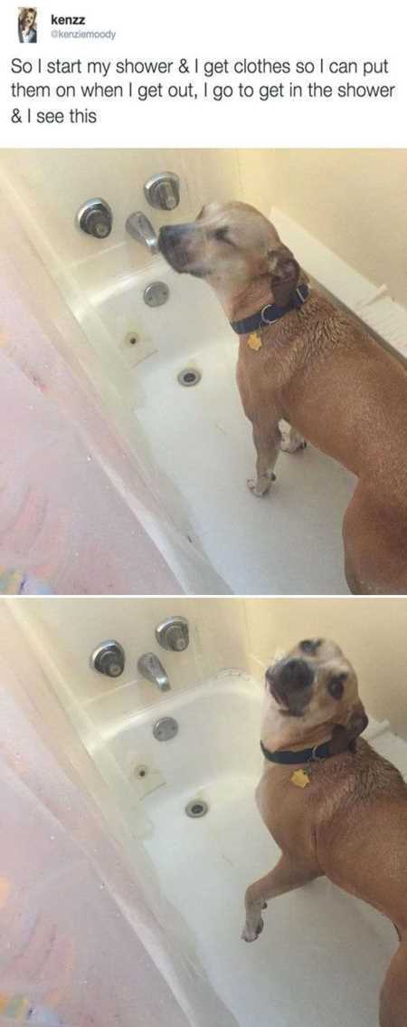 The Funniest Animal Pics Ever 637