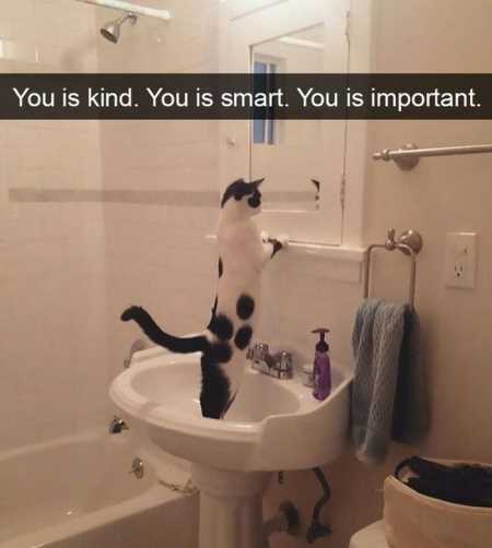 The Funniest Animal Pics Ever 640