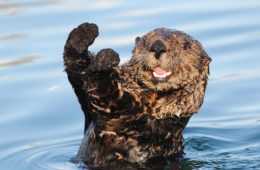Angry Otter