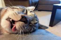 Cats Sleep