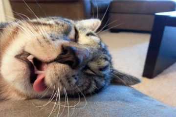 Cats Sleep