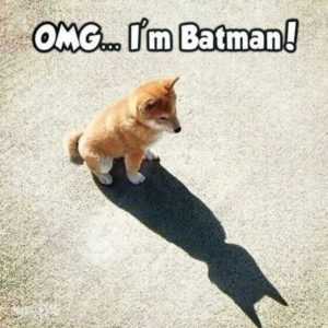 35 Animal Memes to Get You Through the Week | image001 1 35 Animal Memes to Get You Through the Week