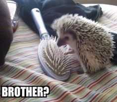 35 Animal Memes to Get You Through the Week | image003 1 35 Animal Memes to Get You Through the Week