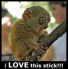 35 Animal Memes to Get You Through the Week | image004 35 Animal Memes to Get You Through the Week