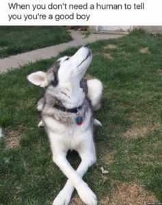 35 Animal Memes to Get You Through the Week | image015 1 35 Animal Memes to Get You Through the Week