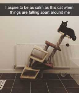 35 Animal Memes to Get You Through the Week | image019 35 Animal Memes to Get You Through the Week