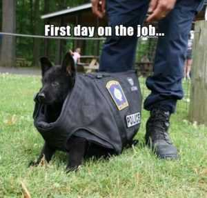 35 Animal Memes to Get You Through the Week | image021 35 Animal Memes to Get You Through the Week