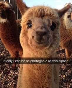 35 Animal Memes to Get You Through the Week | image023 35 Animal Memes to Get You Through the Week