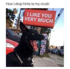 35 Animal Memes to Get You Through the Week | image027 35 Animal Memes to Get You Through the Week