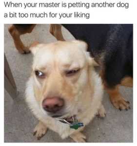 35 Animal Memes to Get You Through the Week | image029 35 Animal Memes to Get You Through the Week