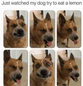 35 Animal Memes to Get You Through the Week | image037 35 Animal Memes to Get You Through the Week