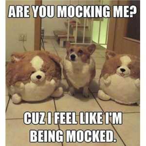35 Animal Memes to Get You Through the Week | image041 35 Animal Memes to Get You Through the Week