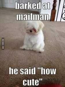 35 Animal Memes to Get You Through the Week | image044 35 Animal Memes to Get You Through the Week