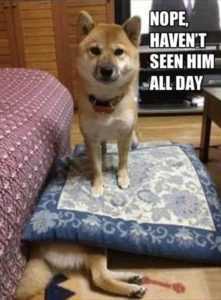 35 Animal Memes to Get You Through the Week | image046 1 35 Animal Memes to Get You Through the Week