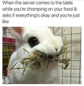 35 Animal Memes to Get You Through the Week | image050 35 Animal Memes to Get You Through the Week