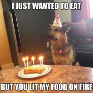 35 Animal Memes to Get You Through the Week | image052 35 Animal Memes to Get You Through the Week