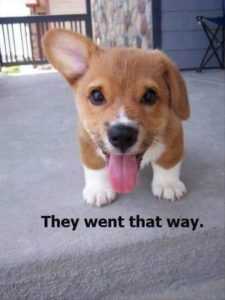 35 Animal Memes to Get You Through the Week | image054 1 35 Animal Memes to Get You Through the Week