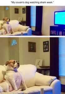 35 Animal Memes to Get You Through the Week | image056 35 Animal Memes to Get You Through the Week