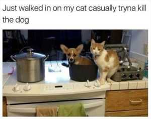 35 Animal Memes to Get You Through the Week | image060 1 35 Animal Memes to Get You Through the Week