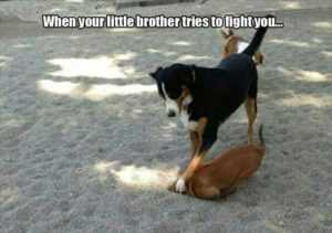 35 Animal Memes to Get You Through the Week | image062 1 35 Animal Memes to Get You Through the Week
