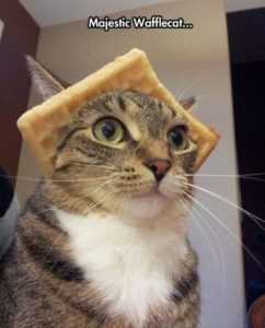 35 Animal Memes to Get You Through the Week | image064 1 35 Animal Memes to Get You Through the Week