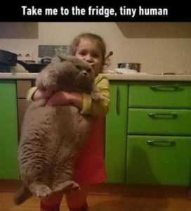 35 Animal Memes to Get You Through the Week | image066 1 35 Animal Memes to Get You Through the Week
