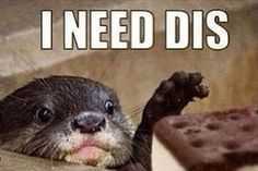 35 Animal Memes to Get You Through the Week | image072 35 Animal Memes to Get You Through the Week