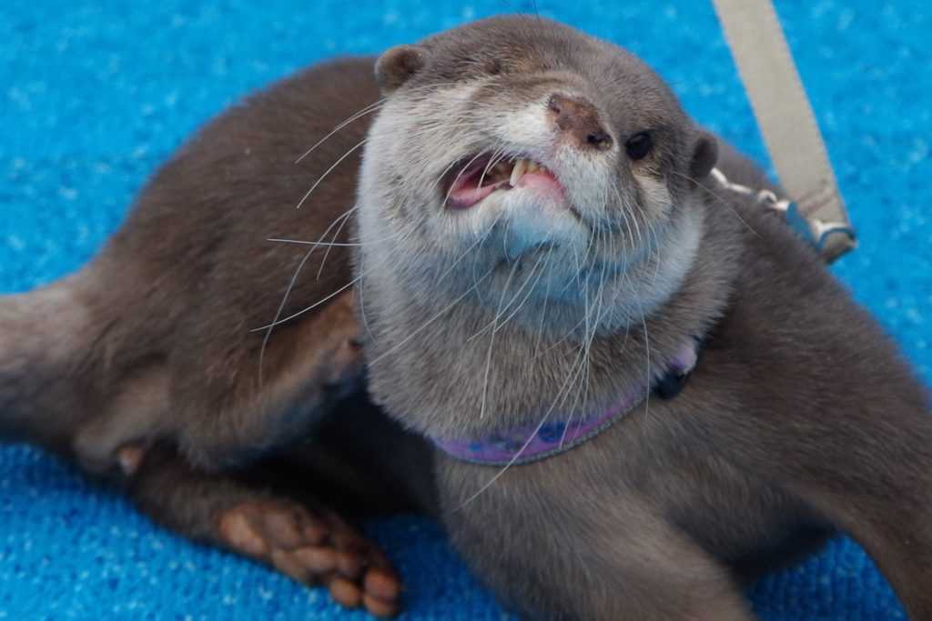 jelly cat sea otter