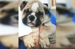 Bulldog 2 620X415