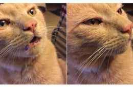 Cat Memes Literally Everyone Will Relate To 2 29366 1485012128 2 Dblbig E1502060345655