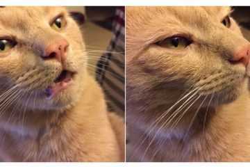 Cat Memes Literally Everyone Will Relate To 2 29366 1485012128 2 Dblbig E1502060345655