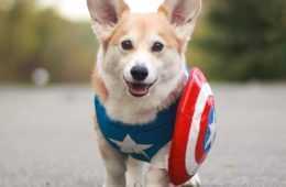 Corgi America