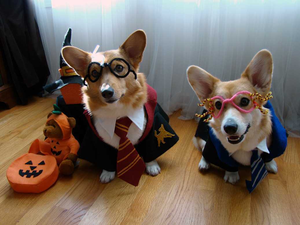 20 Corgi Pictures That Show Corgis Are The Best Dogs Ever