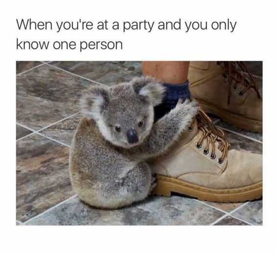 introvert koala