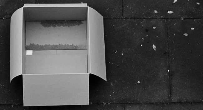 You Won't Believe What This Shelter Worker Found in Two Cardboard Boxes | Box 1024x553 e1505943685181 You Won't Believe What This Shelter Worker Found in Two Cardboard Boxes