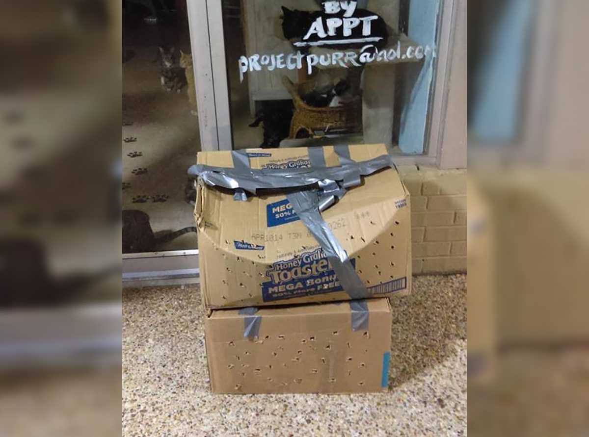 You Won't Believe What This Shelter Worker Found in Two Cardboard Boxes | Boxes lead You Won't Believe What This Shelter Worker Found in Two Cardboard Boxes