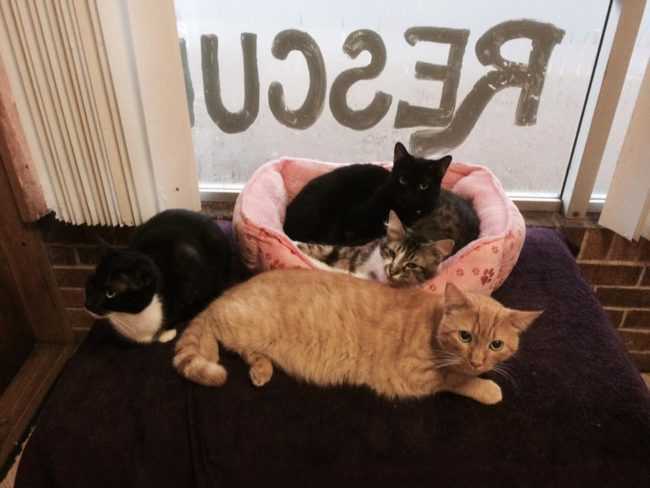 You Won't Believe What This Shelter Worker Found in Two Cardboard Boxes | Cat rescue e1505943561795 You Won't Believe What This Shelter Worker Found in Two Cardboard Boxes