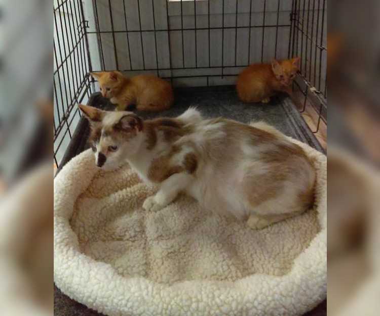 You Won't Believe What This Shelter Worker Found in Two Cardboard Boxes | Cats cage You Won't Believe What This Shelter Worker Found in Two Cardboard Boxes
