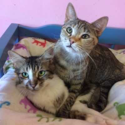 You Won't Believe What This Shelter Worker Found in Two Cardboard Boxes | Free range cats e1505943517269 You Won't Believe What This Shelter Worker Found in Two Cardboard Boxes