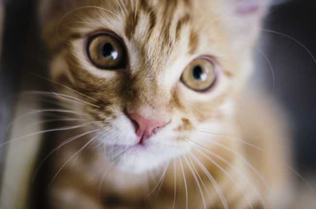 You Won't Believe What This Shelter Worker Found in Two Cardboard Boxes | Ginger kitten 1024x678 e1505946503304 You Won't Believe What This Shelter Worker Found in Two Cardboard Boxes