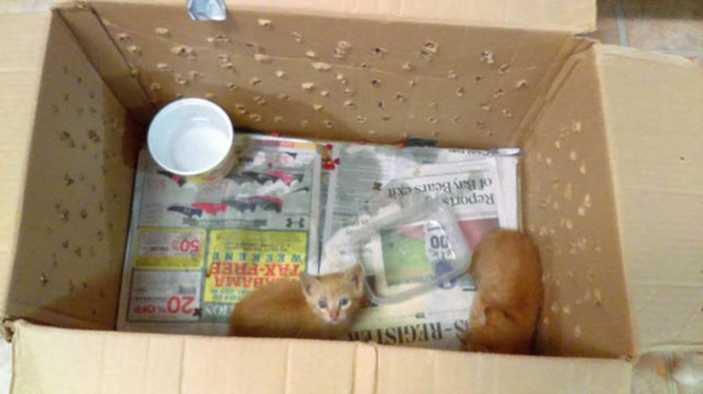 You Won't Believe What This Shelter Worker Found in Two Cardboard Boxes | Ginger kittens You Won't Believe What This Shelter Worker Found in Two Cardboard Boxes