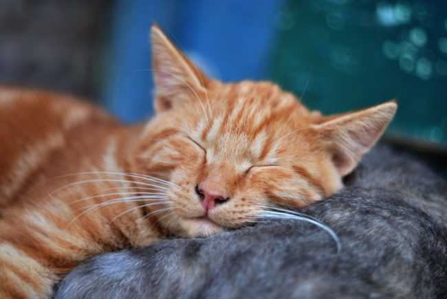 You Won't Believe What This Shelter Worker Found in Two Cardboard Boxes | Ginger kitty 1024x685 e1505946557950 You Won't Believe What This Shelter Worker Found in Two Cardboard Boxes