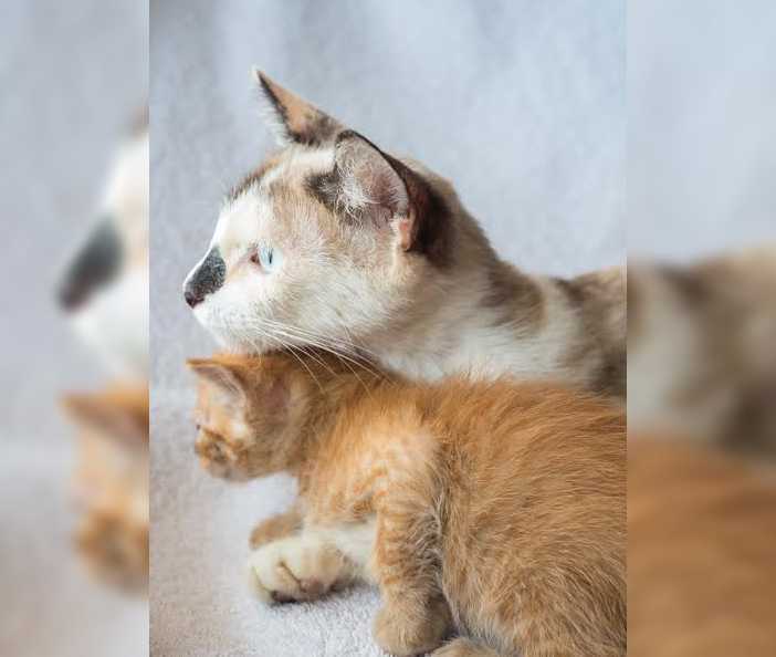 You Won't Believe What This Shelter Worker Found in Two Cardboard Boxes | Mom kitten You Won't Believe What This Shelter Worker Found in Two Cardboard Boxes
