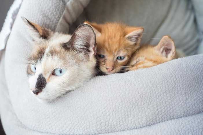 You Won't Believe What This Shelter Worker Found in Two Cardboard Boxes | Momma cat You Won't Believe What This Shelter Worker Found in Two Cardboard Boxes
